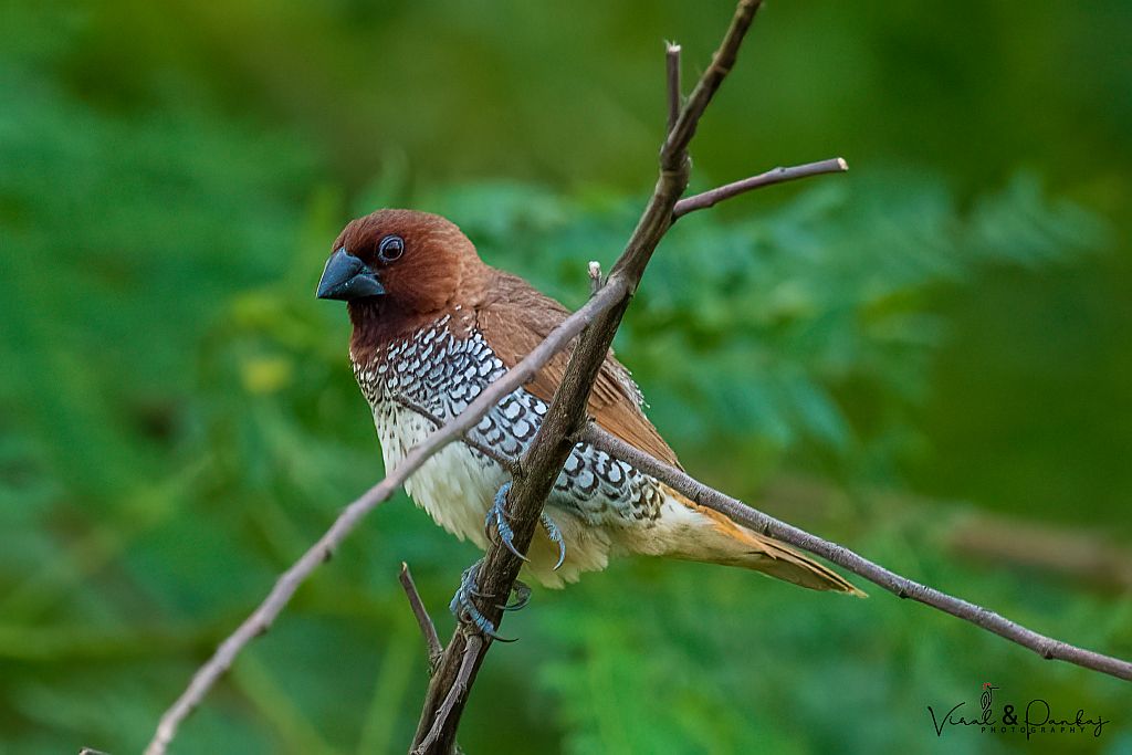 Scaly-breasted Munia